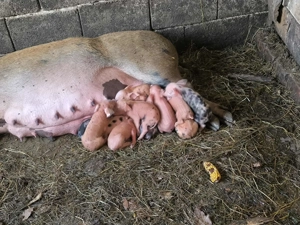 Vând scroafa la a 2 fătare cu purcei de 2 zile  - imagine 3