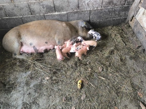 Vând scroafa la a 2 fătare cu purcei de 2 zile 