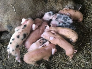 Vând scroafa la a 2 fătare cu purcei de 2 zile  - imagine 2