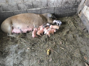 Vând scroafa la a 2 fătare cu purcei de 2 zile  - imagine 5