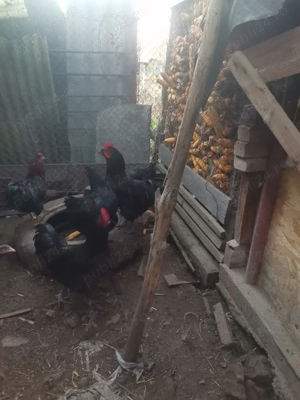 Vând cocoși Austrolorp 2025 