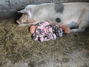 Vând scroafa la a 2 fătare cu purcei de 2 zile  - imagine 4