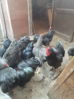 Vând cocoși Austrolorp 2025  - imagine 2