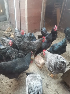 Vând cocoși Austrolorp 2025  - imagine 3