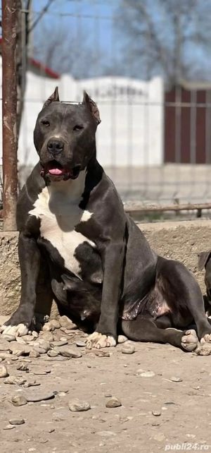 Puiuti Amstaff Blue  - imagine 4