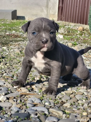 Puiuti Amstaff Blue 