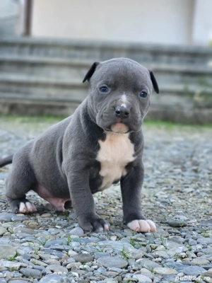 Puiuti Amstaff Blue  - imagine 2