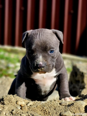 Puiuti Amstaff Blue  - imagine 5