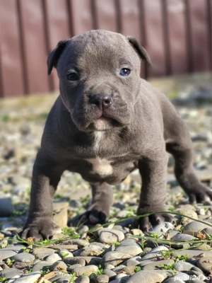 Puiuti Amstaff Blue  - imagine 3