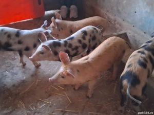 vând 5 masculi de 9 săptămâni