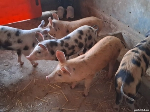 vând 5 masculi de 9 săptămâni  - imagine 2 vând 5 masculi de 9 săptămâni  - imagine 2