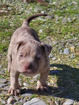 Fetita bully merle  - imagine 3