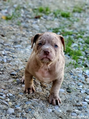 Fetita bully merle  - imagine 2