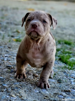 Fetita bully merle  - imagine 5