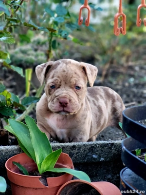 Fetita bully merle  - imagine 4