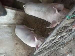 porc de vânzare  - imagine 2