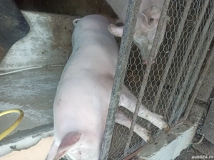 porc de vânzare  - imagine 3