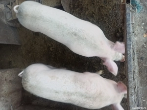 porc de vânzare 