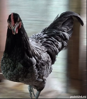 Cocoși australorp 