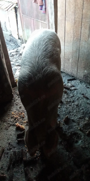 Vând scroafa de carne - imagine 2