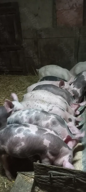 Vând Purcei Castrați Deparazitați Turnu Magurele - imagine 3 Vând Purcei Castrați Deparazitați Turnu Magurele - imagine 3