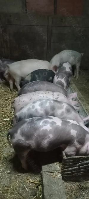 Vând Purcei Castrați Deparazitați Turnu Magurele - imagine 2 Vând Purcei Castrați Deparazitați Turnu Magurele - imagine 2