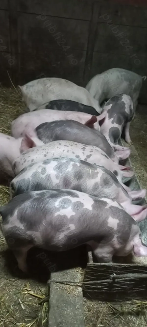 Vând Purcei Castrați Deparazitați Turnu Magurele - imagine 4 Vând Purcei Castrați Deparazitați Turnu Magurele - imagine 4