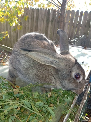 iepuri disponibili - imagine 4