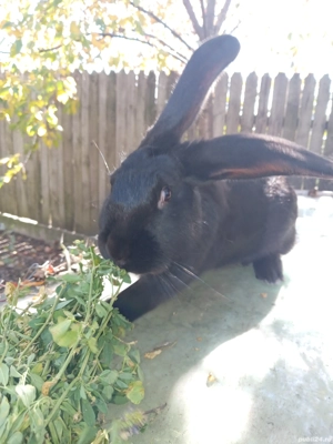 iepuri disponibili - imagine 3