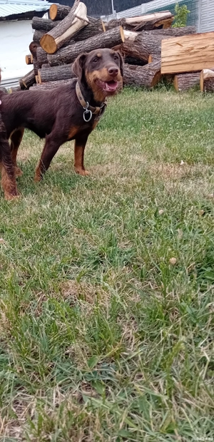 femela jagdterrier - imagine 2 femela jagdterrier - imagine 2