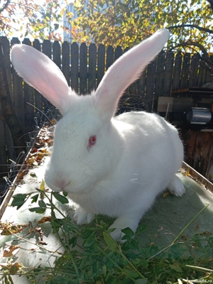 iepuri disponibili - imagine 2