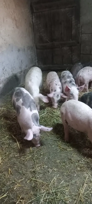 Purcei Castrați și Deparazitați Comuna Lița Preț 500 Lei - imagine 5