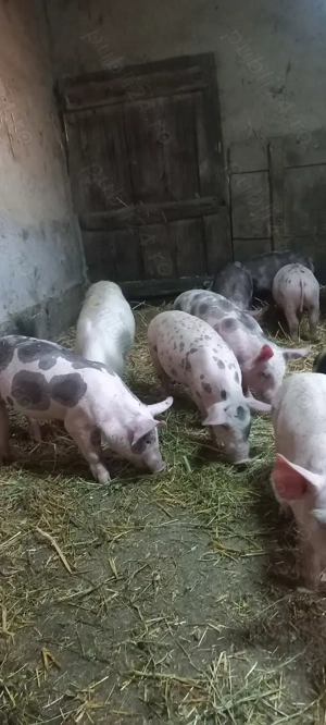 Purcei Castrați și Deparazitați Comuna Lița Preț 500 Lei - imagine 4