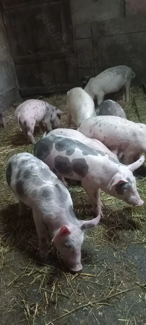 Purcei Castrați și Deparazitați Comuna Lița Preț 500 Lei - imagine 2