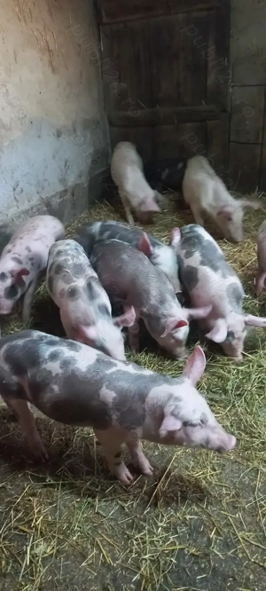 Purcei Castrați și Deparazitați Comuna Lița Preț 500 Lei