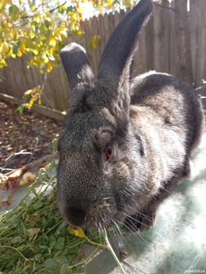 iepuri disponibili - imagine 9