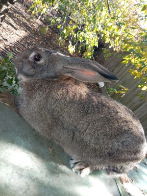 iepuri disponibili - imagine 7