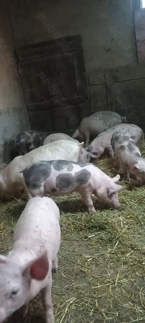 Purcei Castrați și Deparazitați Comuna Lița Preț 500 Lei - imagine 3