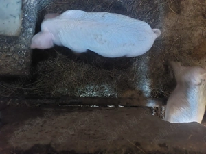 Purcei de vânzare!  - imagine 2