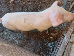 Purcei de vânzare!  - imagine 3