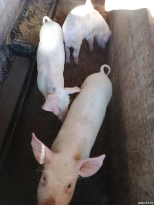 purcei de carne  - imagine 3