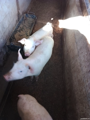 purcei de carne  - imagine 4