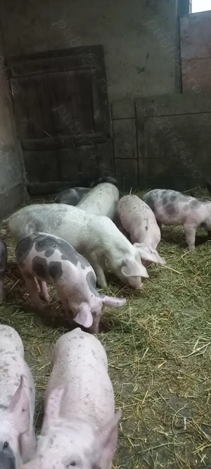 Purcei Castrați si Deparazitați Turnu Magurele Preț 500 Lei