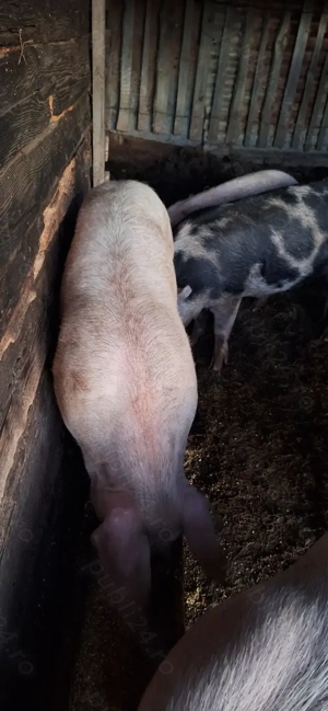 Vând un porc și două grăsune - imagine 2