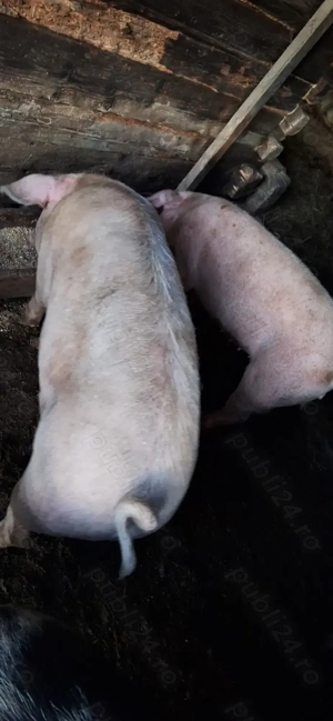 Vând un porc și două grăsune