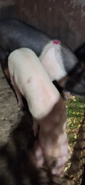 Vând un porc și două grăsune - imagine 3