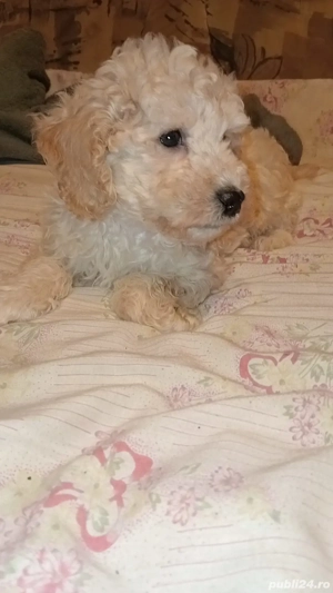 baietel pudel - caniche - imagine 3