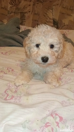 baietel pudel - caniche