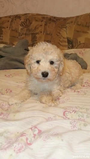 baietel pudel - caniche - imagine 2