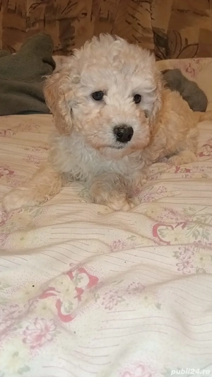 baietel pudel - caniche - imagine 4